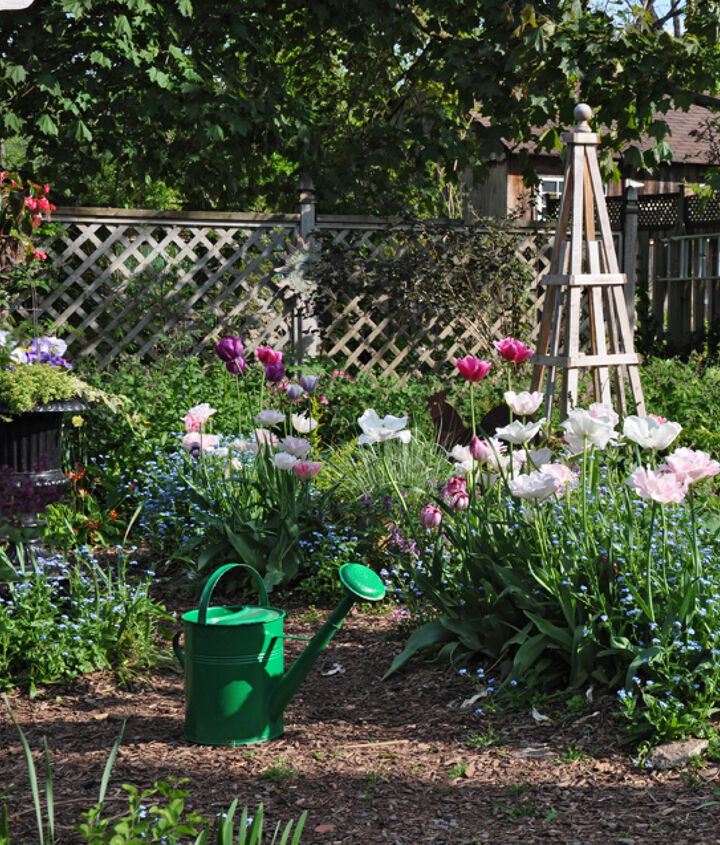 Avoid Common Problems With Spring Tulip Bulbs Hometalk Avoid Common Problems With Spring Tulip Bulbs Hometalk